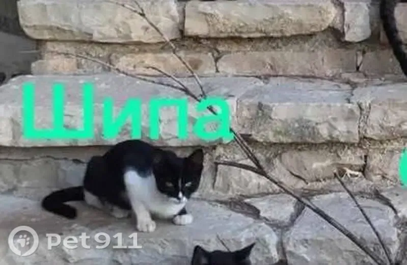 Perdido gato hembra, Carrer de les Paulines, 15, Mutxamel, San Vicent del Raspeig — salvaje y no se deja tocar - photo