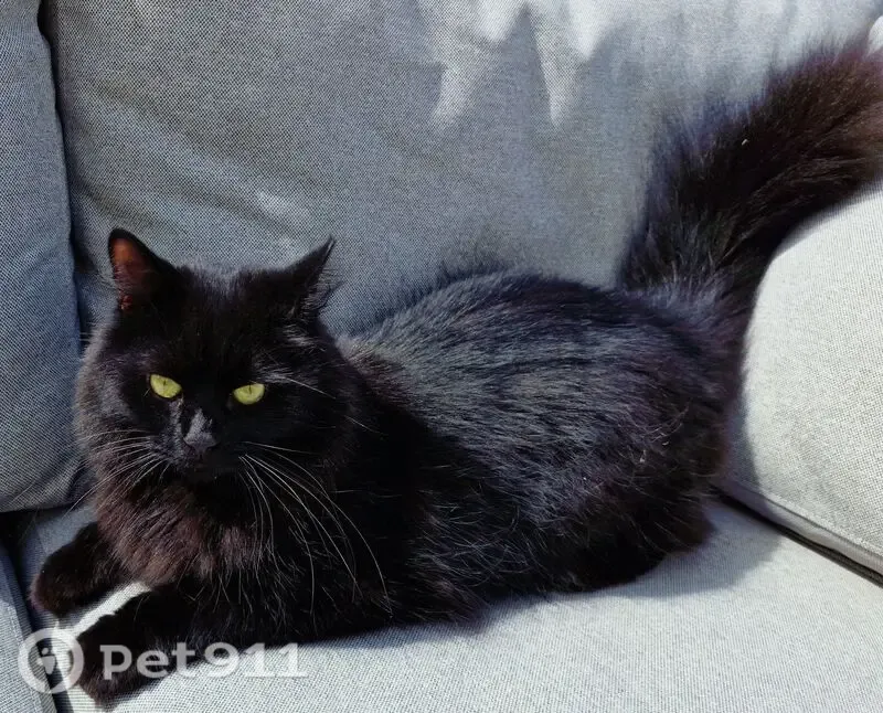 Lost cat, Cemetery Road, Houghton Regis - black semi long-hair male, amber eyes - photo
