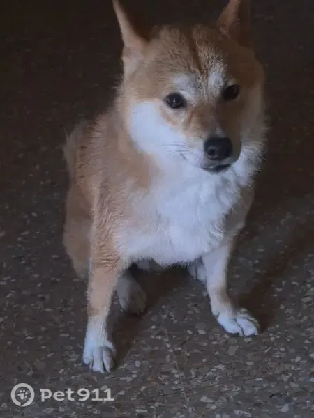 Perdido perro masculino, Polígono Industrial, 7C, Ontinyent — shiba inu pequeño, 9 kg, con chip - photo