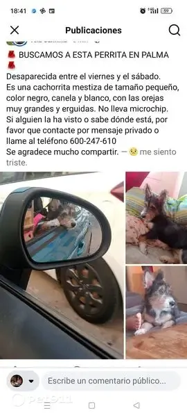 Perdido perro hembra, Palma, Islas Baleares, Sama - cachorro mestiza pequeña - photo