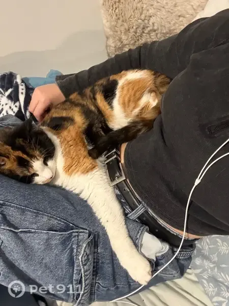 Lost cat, female, Gore Place, 1, Joondalup, Wanneroo — tricolour short hair, black mark on nose - photo
