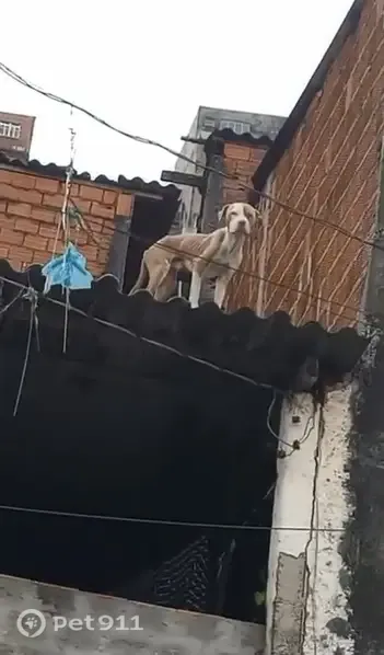 Encontrado cachorro macho, Rua Feliciano Malabia, 98 (Casa Amarela) – Zona Norte, com extrema magreza - photo