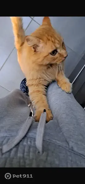 Chat perdu mâle, Saint-Étienne-de-Fontbellon, Choisy-le-Roi - pucé, sociable et craintif - photo