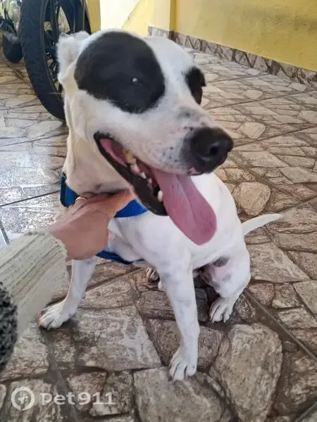 Encontrado cachorro macho, Rua Aurora Paulistana, São Paulo - branco, com manchas pretas nos olhos - photo