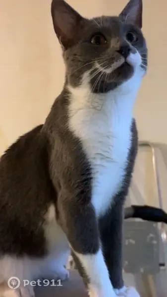 Chat perdu mâle, Rue de l'Abbaye du Beau Bec, Courcelles-sur-Seine, Sotteville-lès-Rouen - gris et blanc - photo