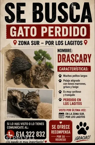 Perdido gato masculino, Plaza de José Ramón Fernández-Lira, Jerez de la Frontera - angora gris, castrado - photo