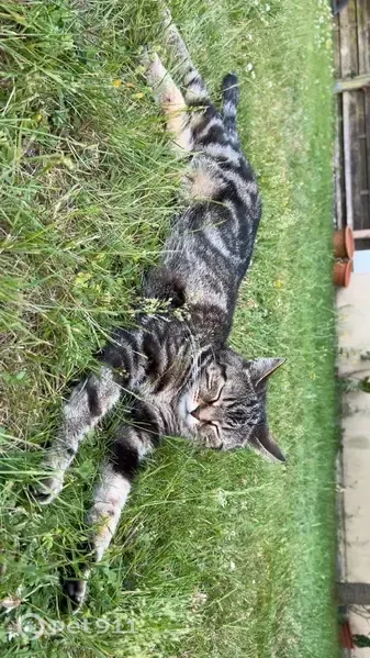 Chat perdu, Rue des Chauffaux, 14D, Breteil - femelle tigrée - photo