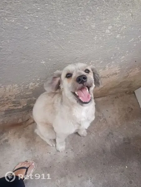 Encontrado cachorro macho, Rua Francesco Martini, 374 - porte médio e muito dócil - photo