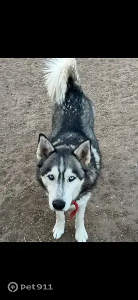 Lost dog, Coventry Circle, 9011, El Paso - male, black and white husky with blue eyes - photo