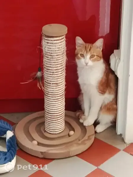 Chat perdu femelle, Rue de Maule, Bazemont, Paris - petit gabarit, pucée - photo