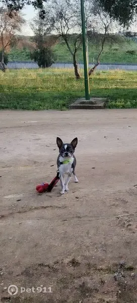 Perro perdido, Calle Virgen de las Nieves, 17, El Aral, La Rinconada - chihuahua mayor y asustadizo - photo