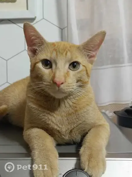 Perdido gato macho, Rua Maria Lúcia, Rondônia — pelagem amarela, nariz rosa com sardas - photo