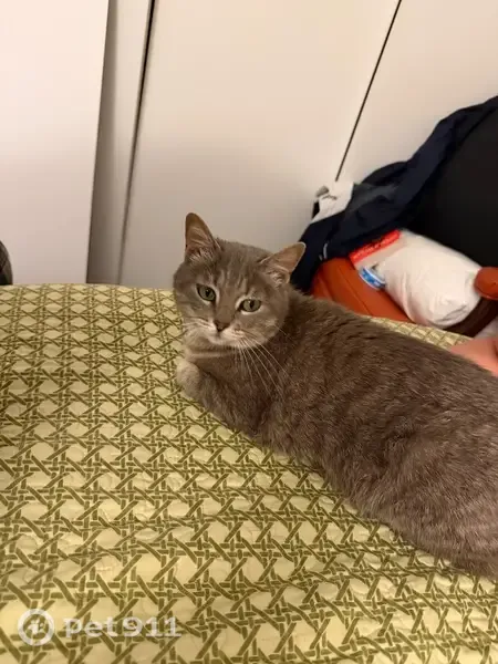 Lost cat, Rountree Drive, 2206, Austin - female - teal collar - photo
