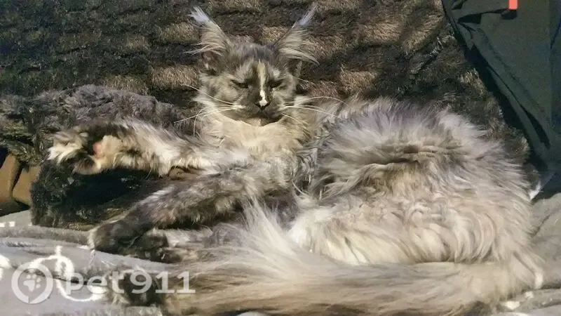 Perdu chat femelle, Rue Gustave Noblemaire, Dijon - Maine Coon sans collier - photo