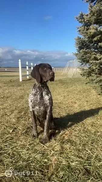Lost dog, East 200 North, 1857, Washington — male, liver and white, microchipped - photo