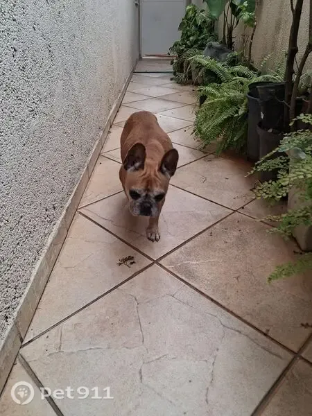 Encontrado cachorro fêmea no Imirim, São Paulo - SP, Brasil - aparência judiada e esfomeada - photo