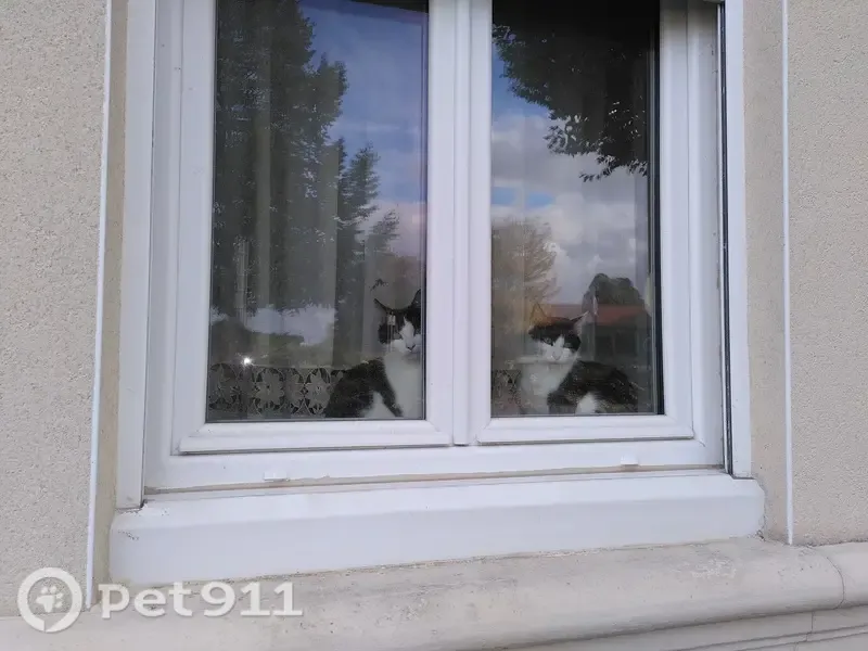 Chat perdu, Rue du 11 Novembre, 108, Isbergues - mâle castré, noir et blanc - photo