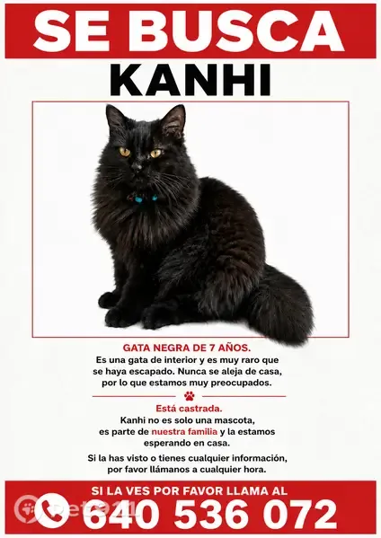 Perdido gato hembra, Carrer del Crom, L'Hospitalet de Llobregat, Boadilla del Monte - photo