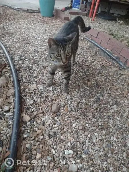 Lost cat, Forest Drive, Sandton, Riverlea - male gray tabby with a crooked tail - photo