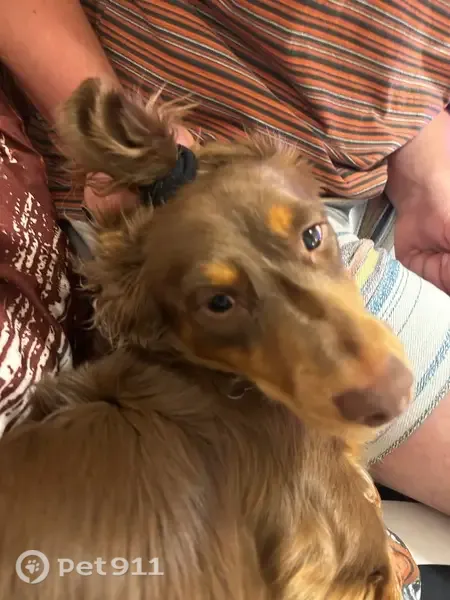 Lost dog, South Weissman Drive, Vail - brown with a fish collar - photo