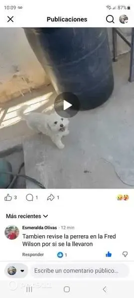 Lost dog, Alameda Avenue, 7310, El Paso - friendly, no collar - photo