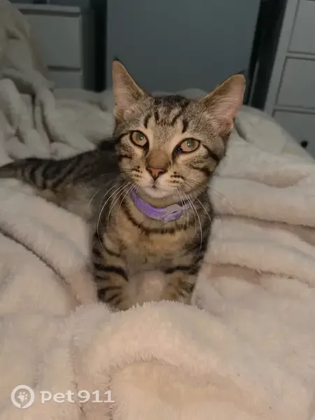 Found cat, East 22nd Avenue, 1246, Columbus - light tabby kitten with a M/W marking on forehead - photo