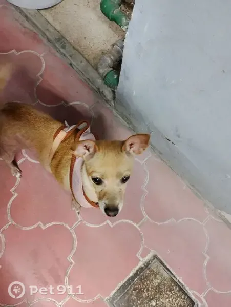 Encontrado perro hembra, Calle Medalla, Tlaquepaque, Guadalajara - chihuahua mediano con pechera rosa - photo