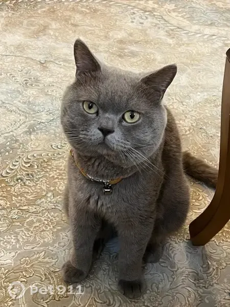 Lost cat, Church Lane, 113, Dollis Hill - male, British short hair - photo