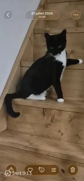 Chat perdu, Rue du Mans, 30, La Guierche, La Bazoge — femelle, noire avec chaussettes blanches et ventre blanc - photo