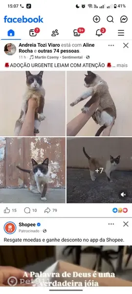 Perdido gato fêmea, Rua Emílio Fuzer, 21 — idosa, olho azul, atende por Samanta - photo