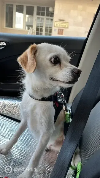 Perdido perro masculino, Carrer de Capdepera, 15, Campos, Llucmajor - tamaño pequeño, orejas marrones - photo