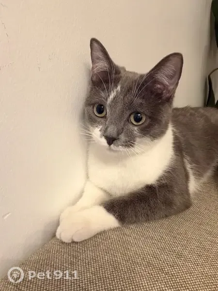 Perdu chat femelle, Impasse des Moissons, 115, Montivilliers, Fécamp - petit trait de poils blanc sur le visage - photo