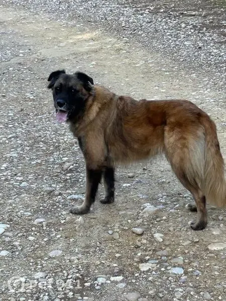 Perdido perro hembra, Fonz, Aragón, Terrassa - pelaje marrón claro y cara más oscura - photo