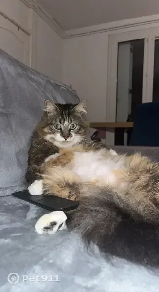 Chat perdu mâle, Allée Madeleine Massonneau, 15, Saint-Nazaire - tache blanche sur le front - photo