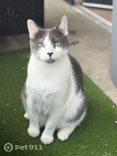 Chat perdu mâle, Rue des Plovines, 101, Lille - gris et blanc - photo