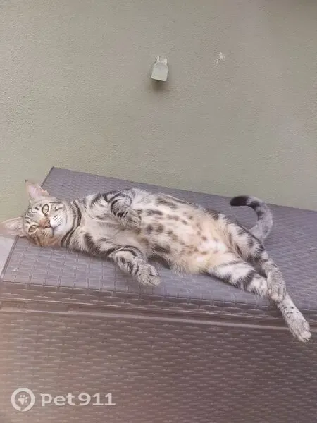 Perdido gato macho, Carrer Metge Miquel Servet, Massamagrell, Alcazar de San Juan - marrón atigrado con marca en la oreja derecha - photo