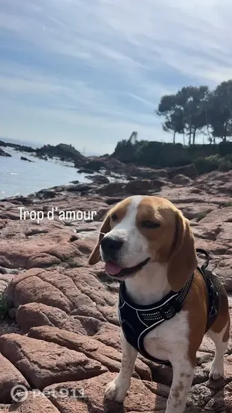 Perdu chien femelle, Allée du Val Fleuri, 55, Saint-Raphaël - petite beagle tricolore - photo