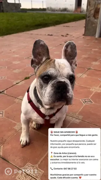 Perdido perro macho, F4Q5+Q2 Lavares, Llanera, Aviles - bulldog francés blanco y sordo de nacimiento - photo