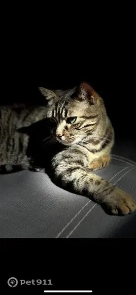 Perdido gato masculino, Villarejo de Salvanés, Comunidad de Madrid, Arganda - con un colmillito que sobresale y dos rajitas en la oreja - photo