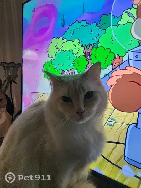 Lost cat, Karrin Court, 6, Geelong - male ragdoll with ginger in his coat - photo