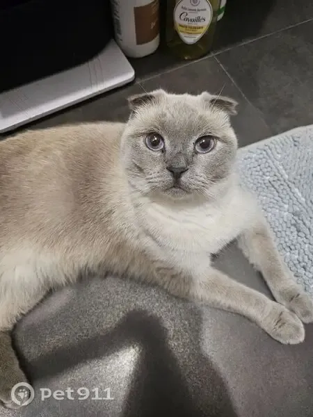 Perdu chat mâle, Rue Georges Quiquere, Gennevilliers, Argenteuil - oreilles repliées, yeux bleus - photo