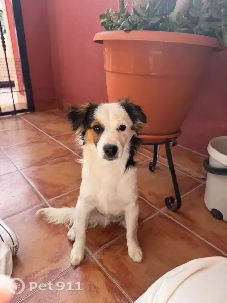 Perro perdido, Autovía del Mediterráneo, Elche - macho mestizo de altura media - photo