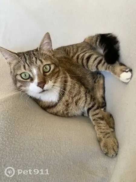 Chat perdu, mâle, Deux Rivières, Paris - très craintif - photo