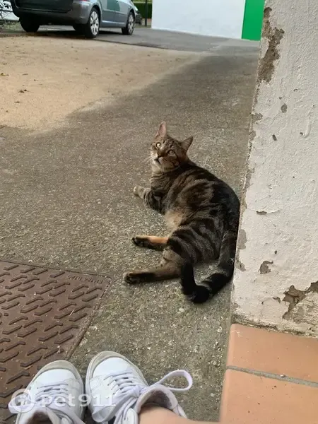 Perdido gato macho, Calle Nardo, 7, Huesca - photo