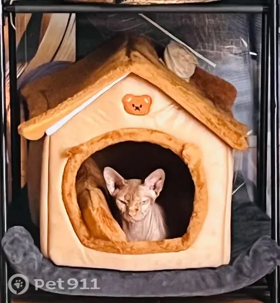 Chat perdu mâle, Route de Toulouse, Montaut, Beaumont-sur-Lèze - joueur et très sociable - photo