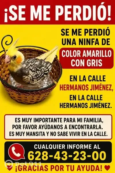 Encontrada ave macho, Calle Hermanos Jiménez, 20, Albacete - color amarillo con gris - photo