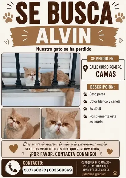 Gato perdido, Calle Curro Romero, Camas, Puerto Real — persa exótico, blanco y canela, ojos marrones - photo