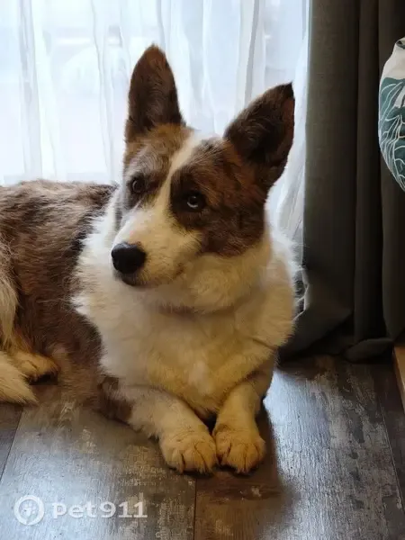 Perdido perro hembra, Avinguda de Béjar, 242, Terrassa — corgi merle con un ojo de medio color - photo
