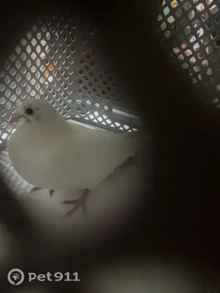 Found bird, near Se52nd Street and the small BP gas station, Inverness - red feet, clipped wings - photo