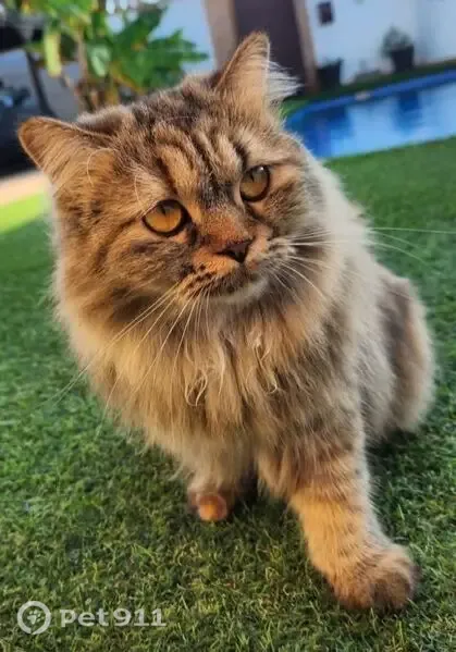 Perdido gato hembra, Calle Ucrania, Torrevieja, Valencia - esterilizada y con chip - photo